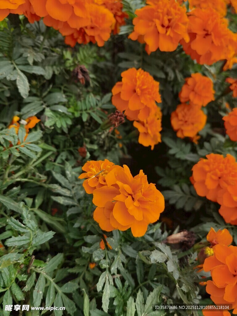 鲜艳橙色万寿菊绽放