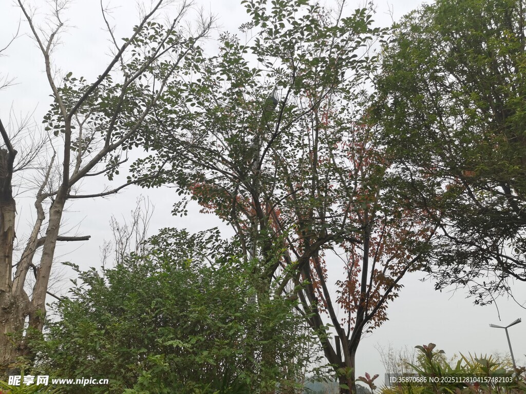 户外繁茂树木景象