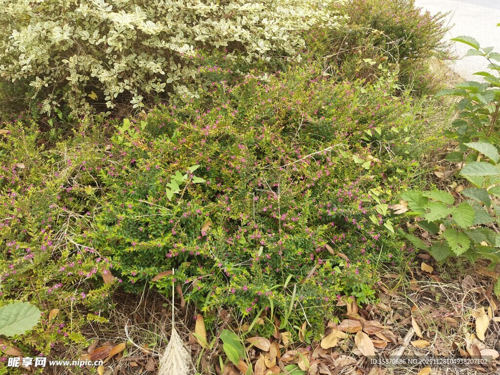 野外繁茂的绿色植物景观