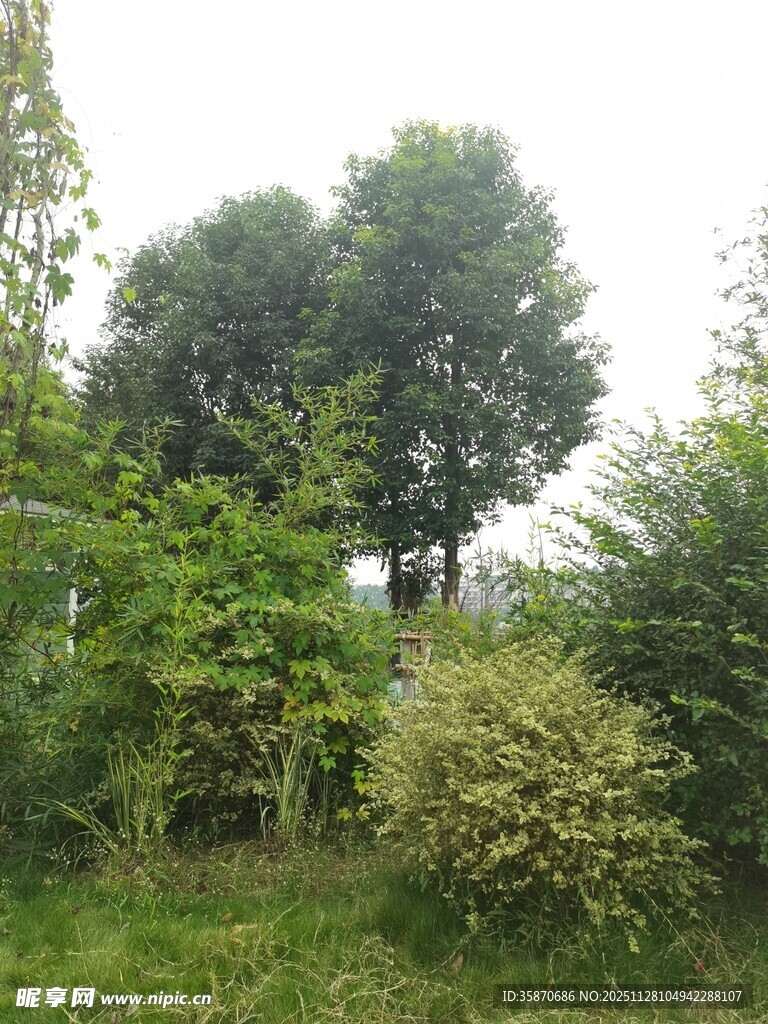 野外繁茂绿植景观