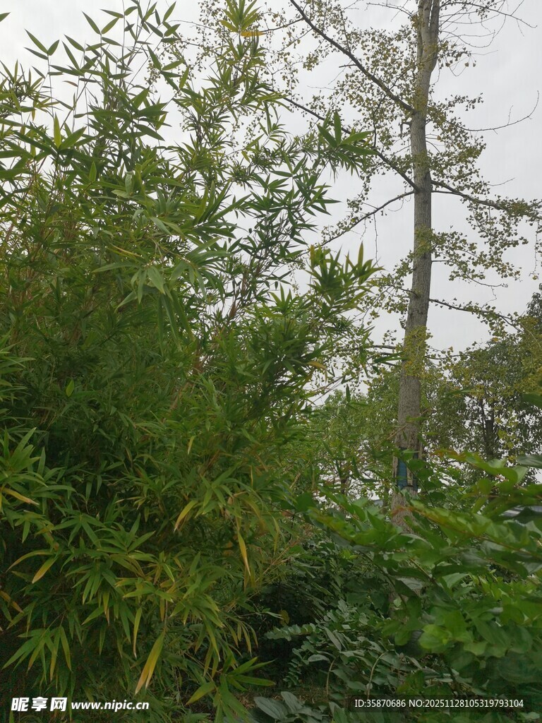 绿意盎然的户外植物景观
