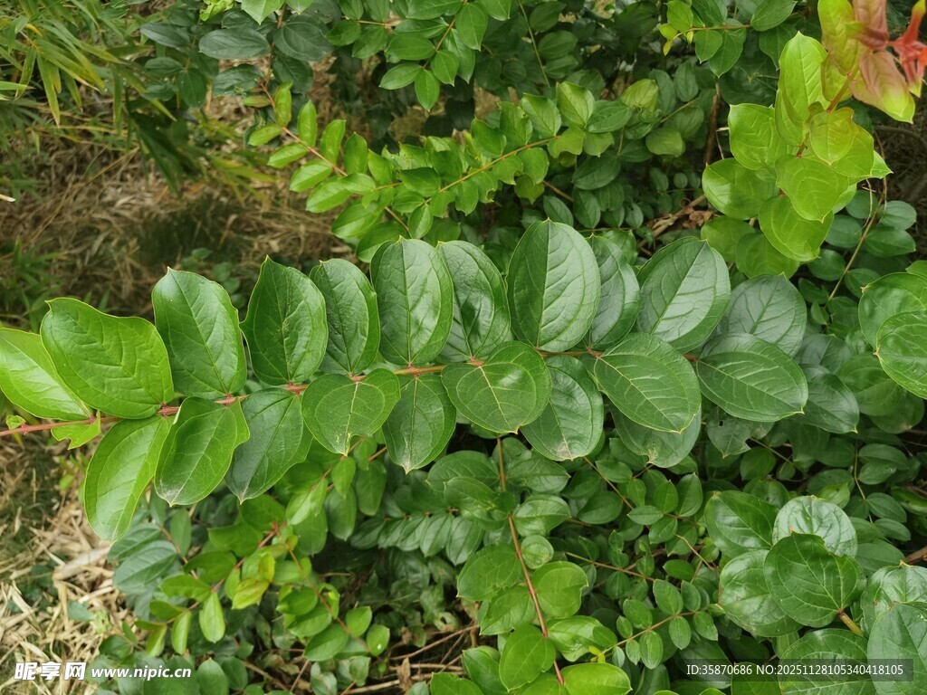 翠绿叶片的生机植物