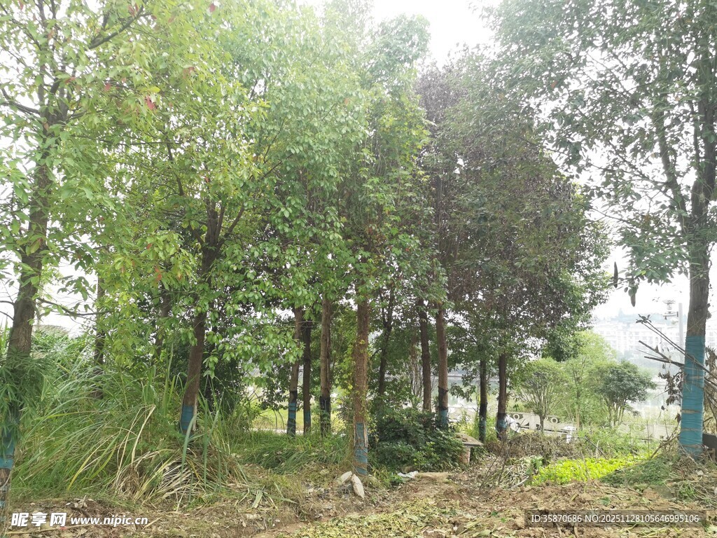 林间绿意盎然的自然景致