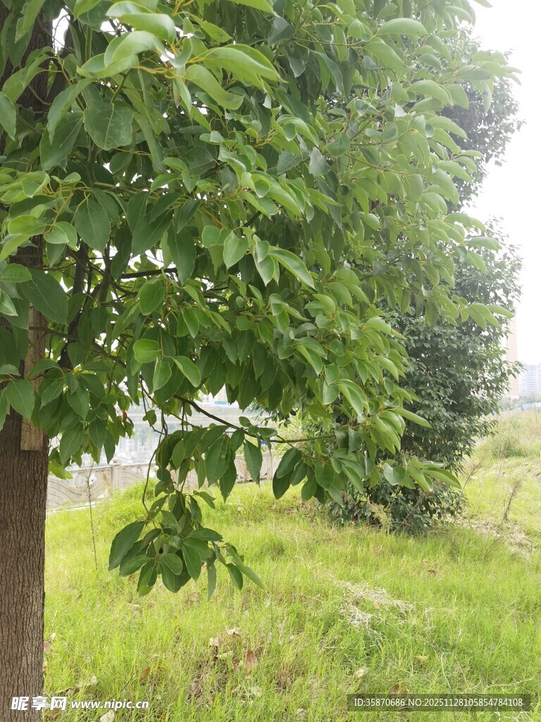 绿意盎然的树林与草地