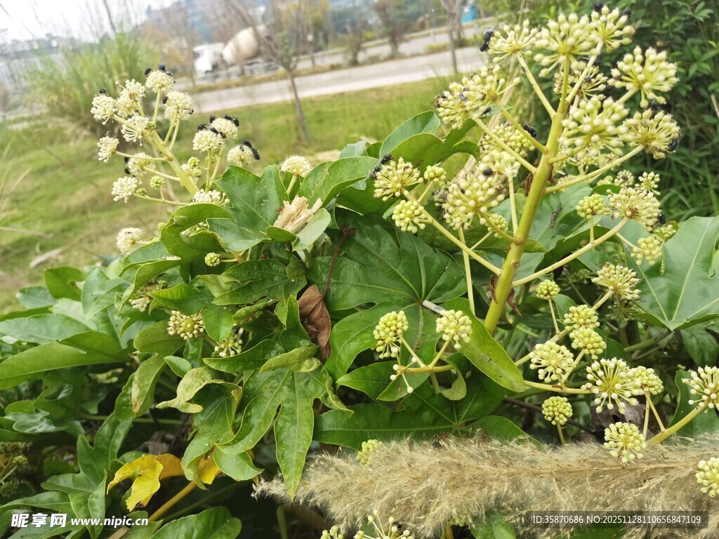 绿叶白花的植物特写