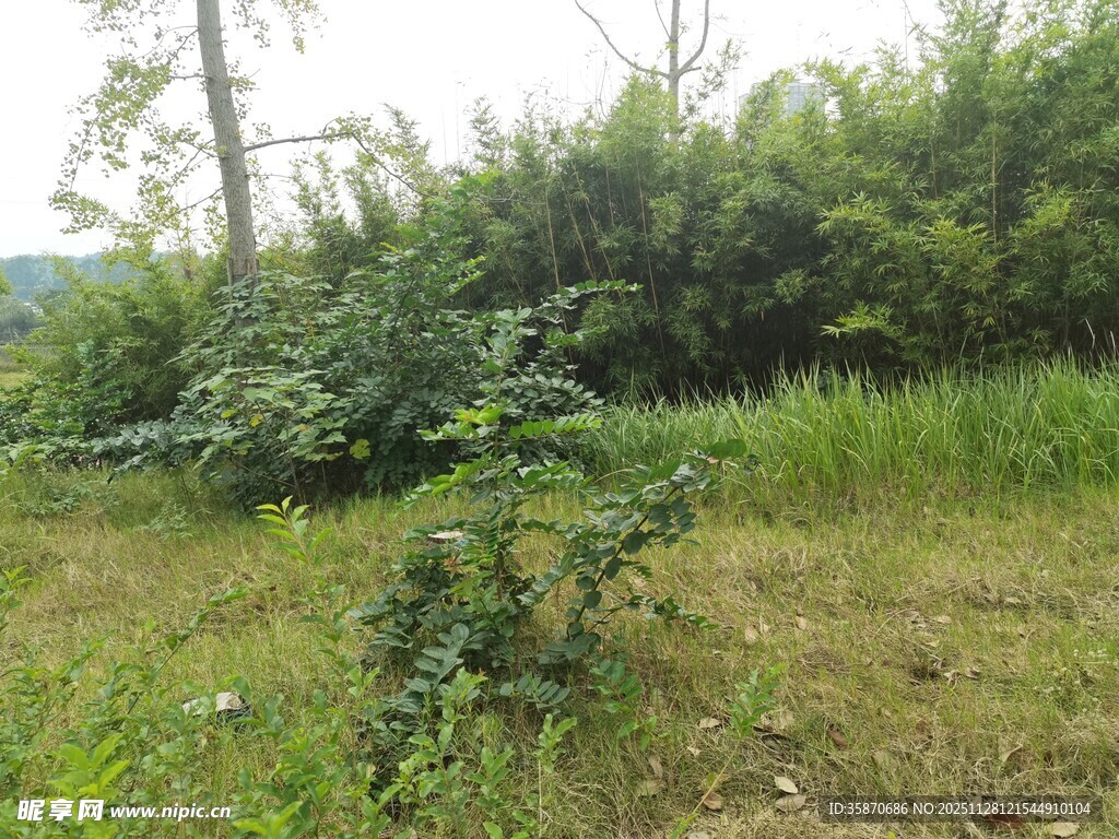 野外绿植丛生的自然景象