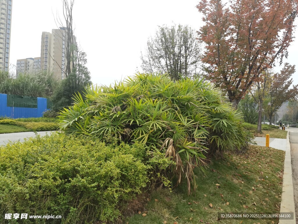 城市中的绿植景观