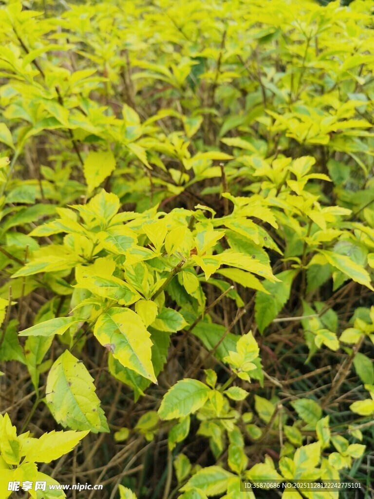 嫩绿植物生机勃勃景象