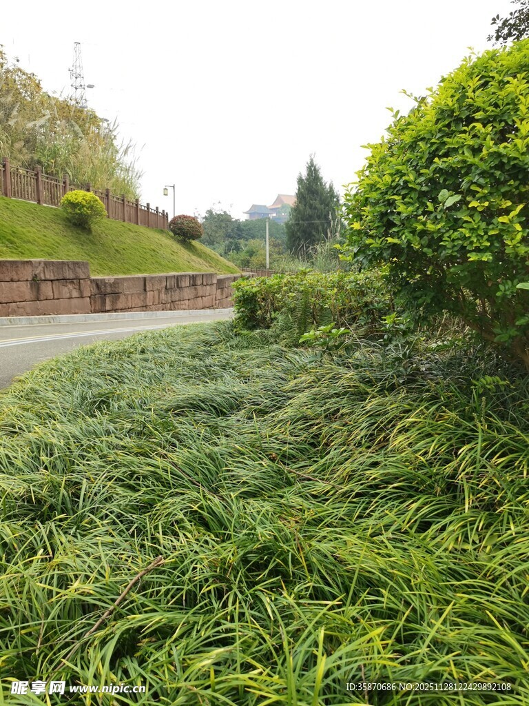 路边繁茂的绿色草丛景观
