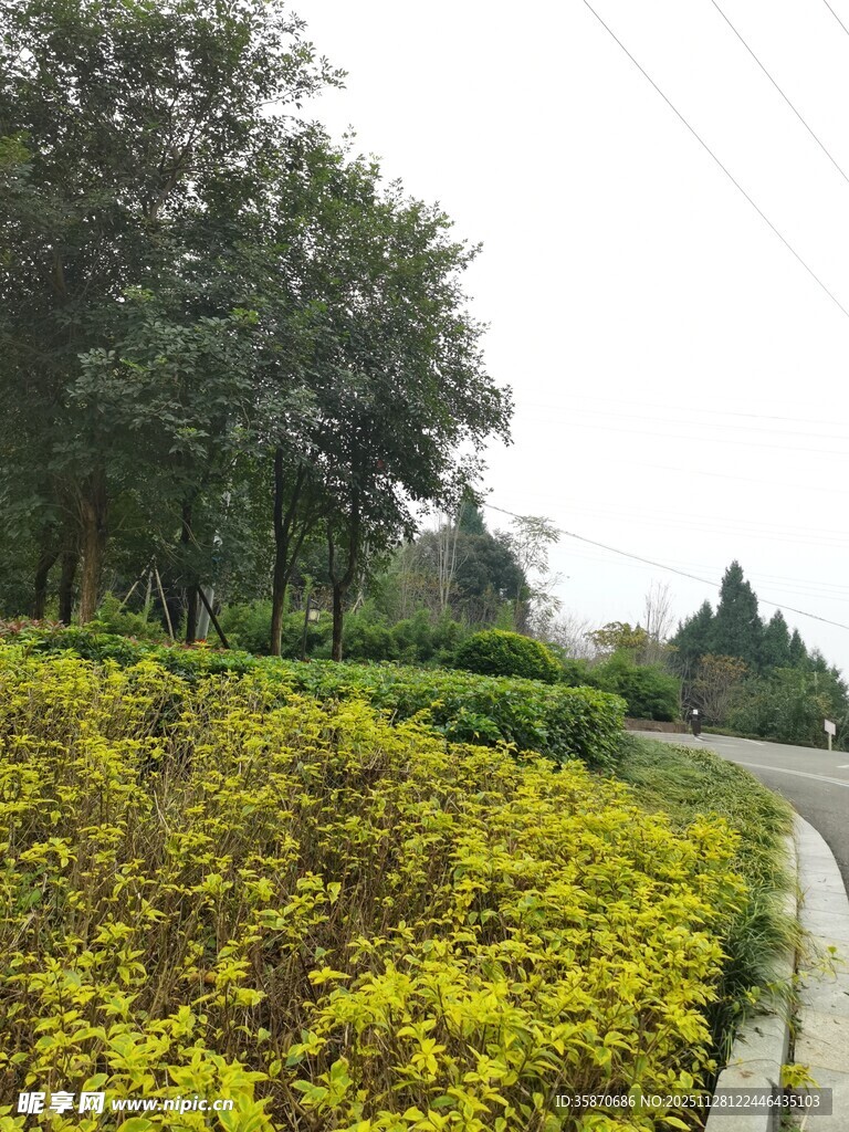 路边多彩绿植景观
