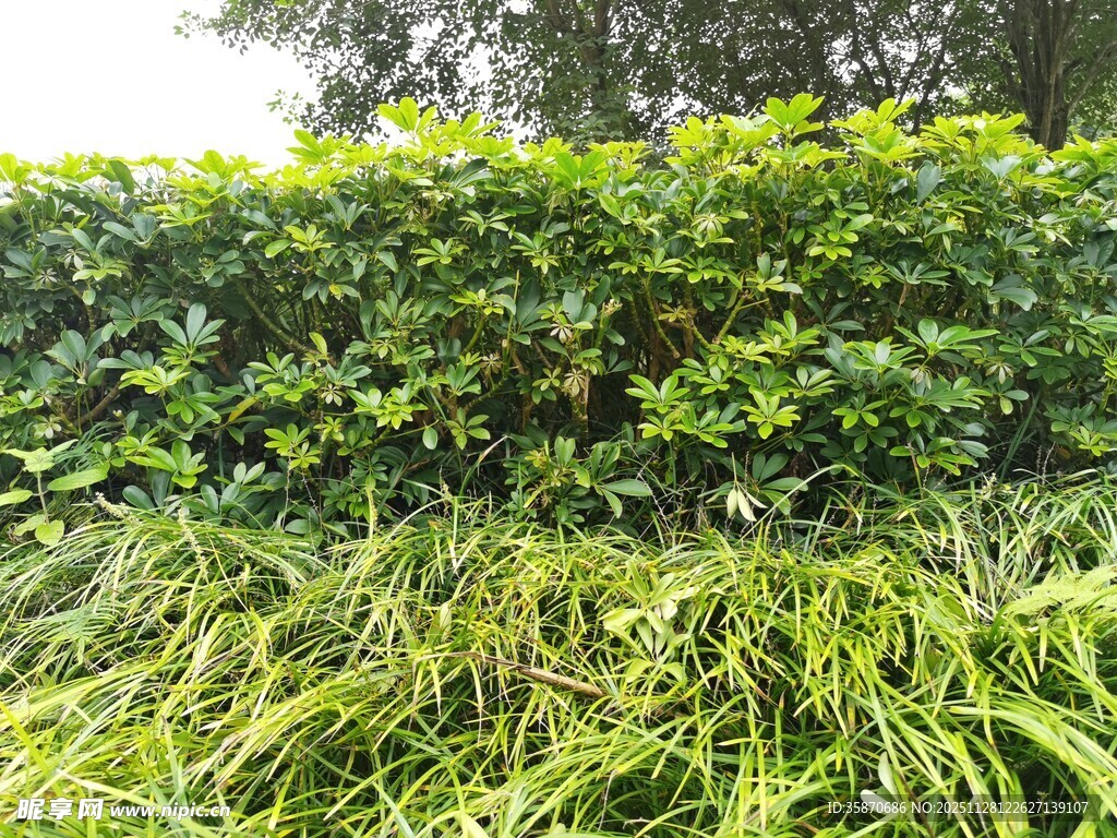 翠绿茂盛的灌木与草丛