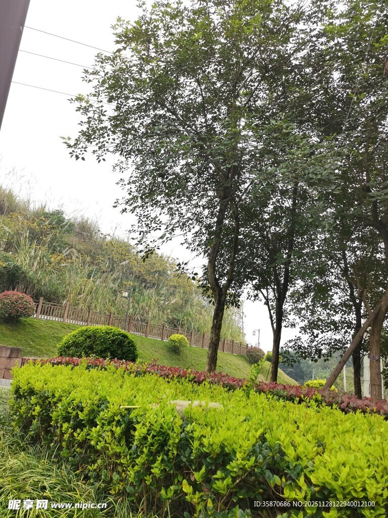 绿意盎然的园林景观