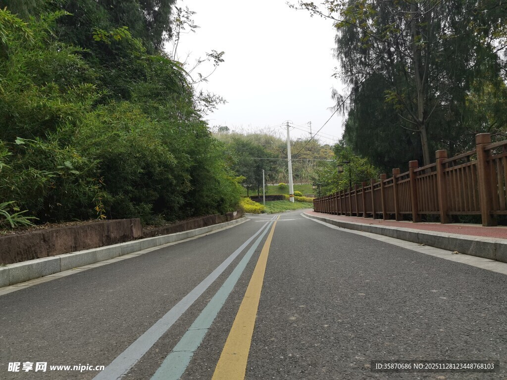 林间公路静谧自然之景