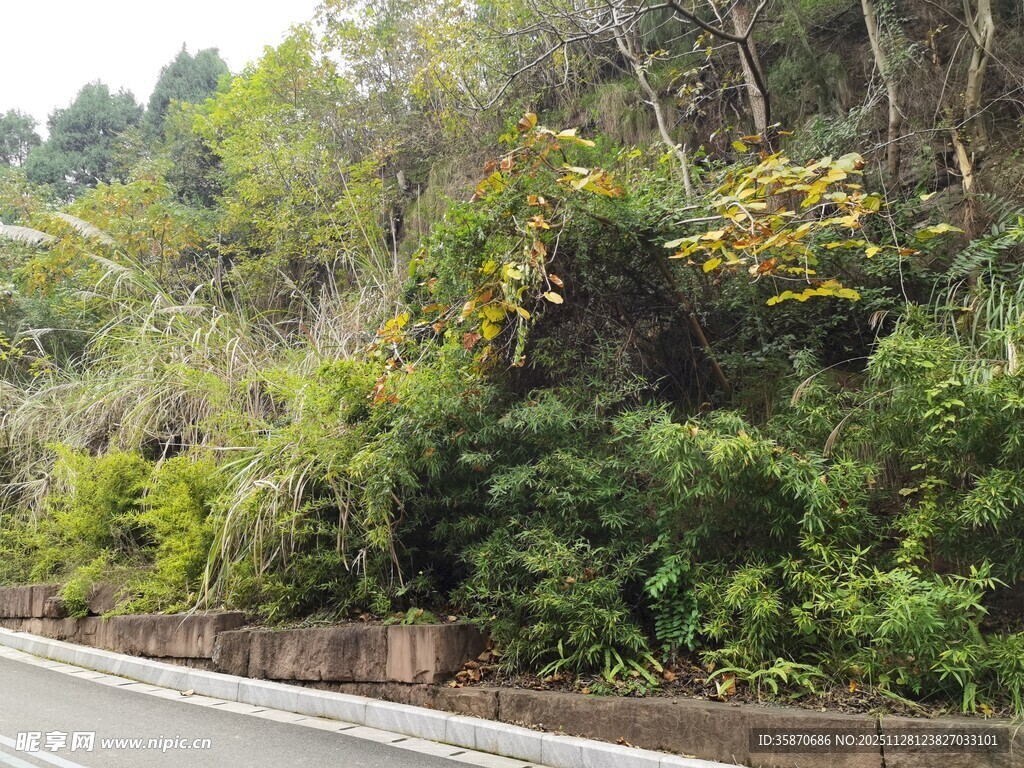 路边繁茂绿植景观