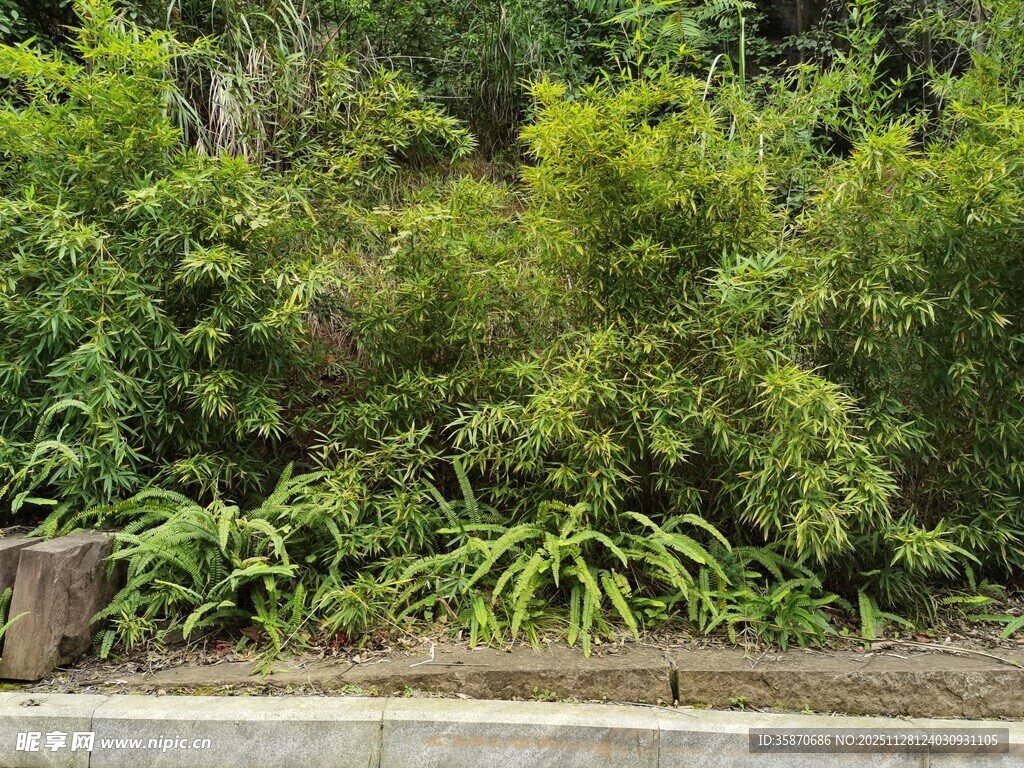 绿意盎然的户外植物景观