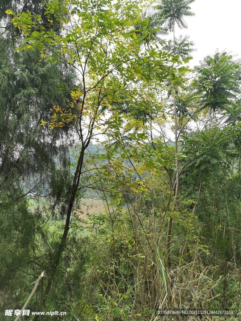 野外繁茂绿植景象