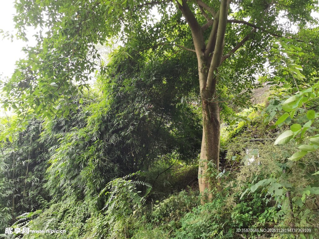 茂密丛林中的高大树木