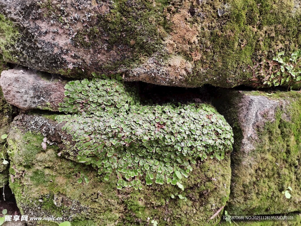长满青苔的古老石墙