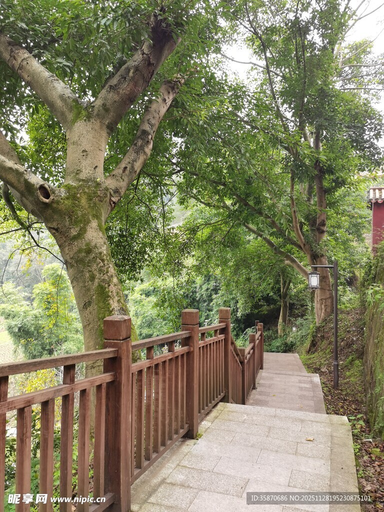 林间木栏小径绿意盎然