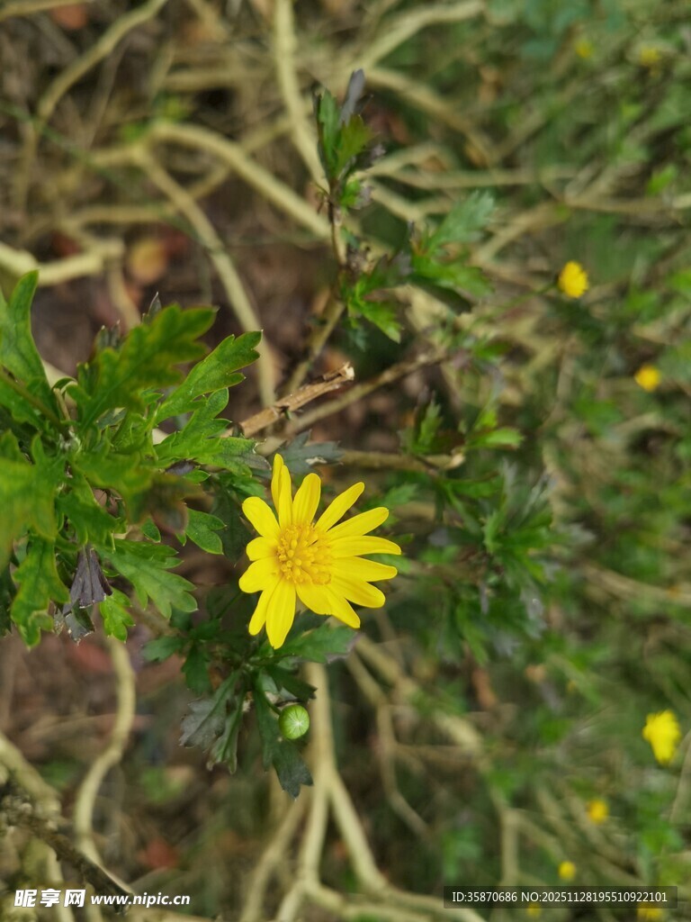 草丛中的黄色小花