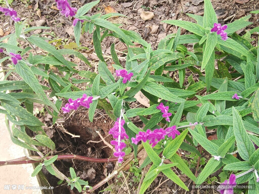 紫色花卉盆栽特写