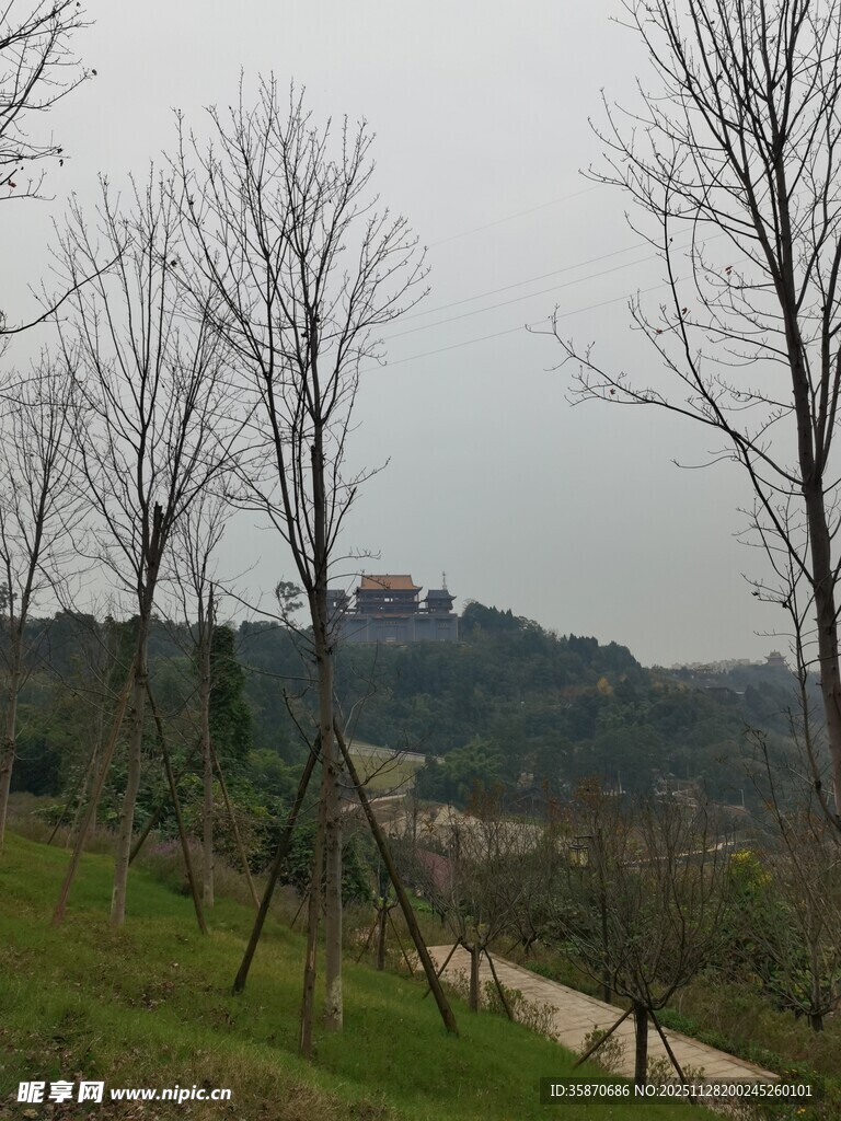 郊外光秃树木与远处景致