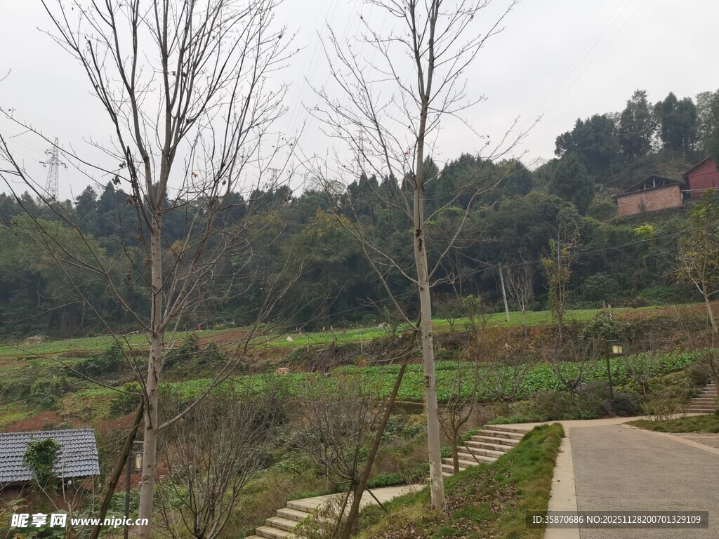 乡村小路旁的田园风光