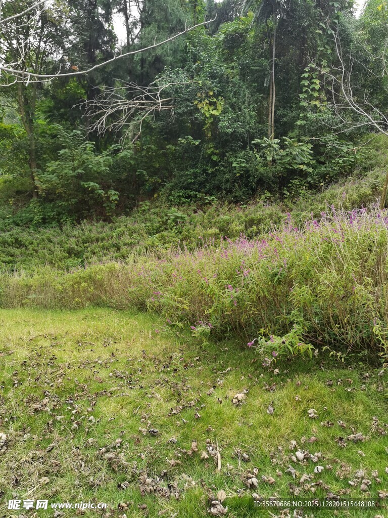 野外绿意盎然的草地与树林