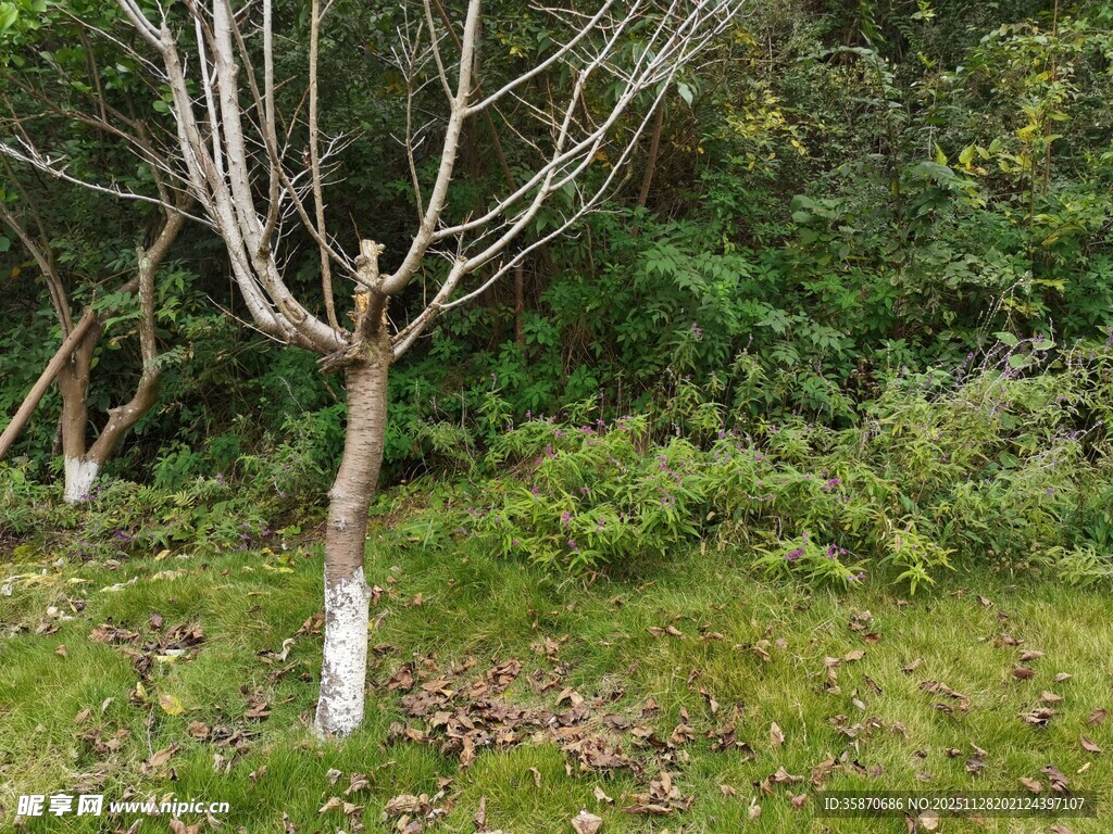 冬日枯树与绿意盎然背景