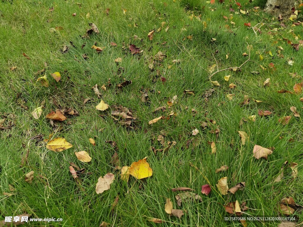 草地上的落叶与黄花