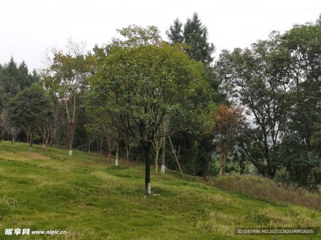 绿意盎然的山坡树林景观