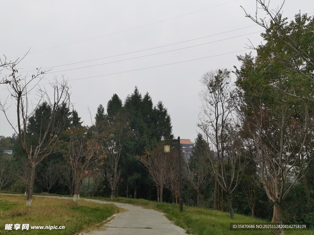 林间小道静谧自然景致