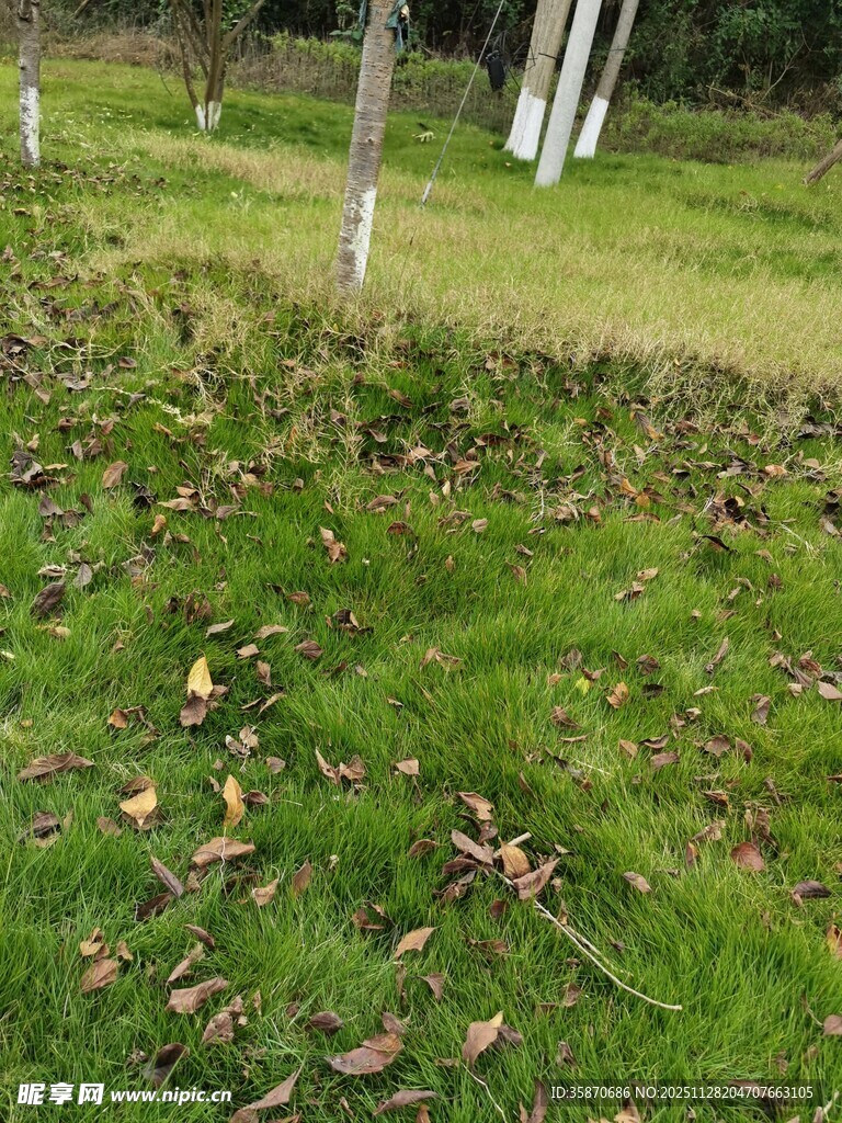 户外草地与散落枯叶景象