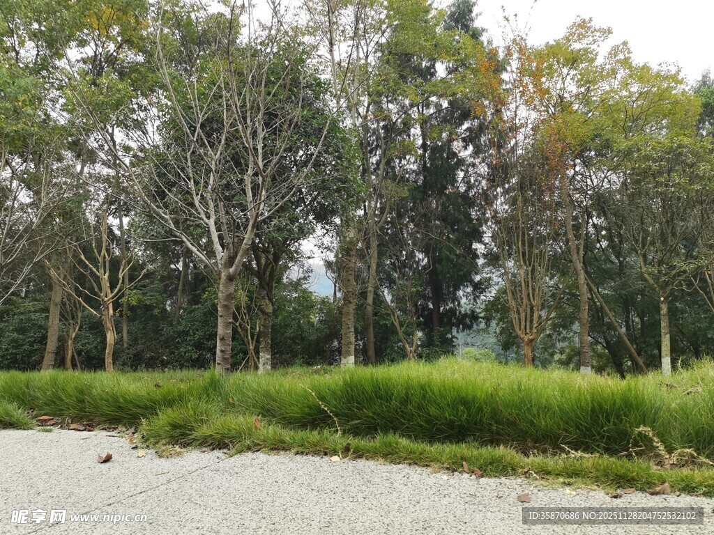 林间草地自然静谧之景