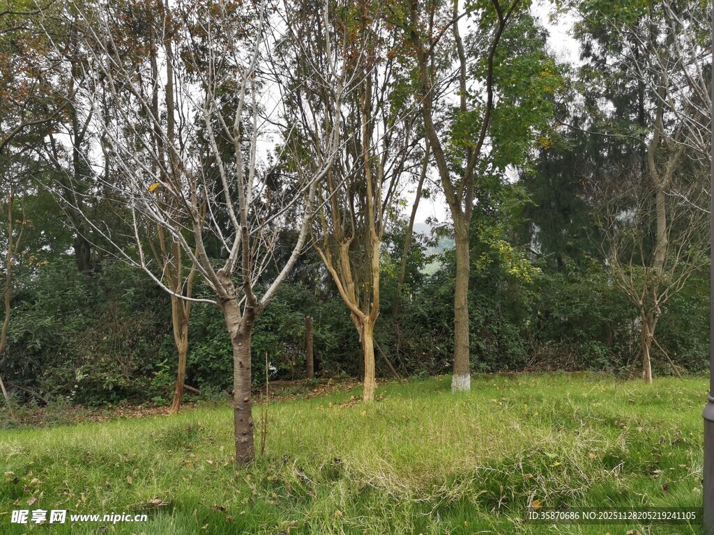 林间草地树木错落景致