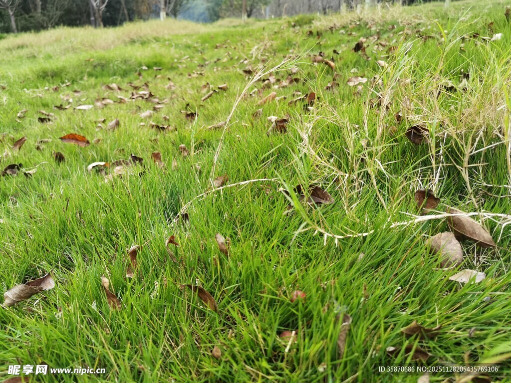 绿意盎然的草地景观
