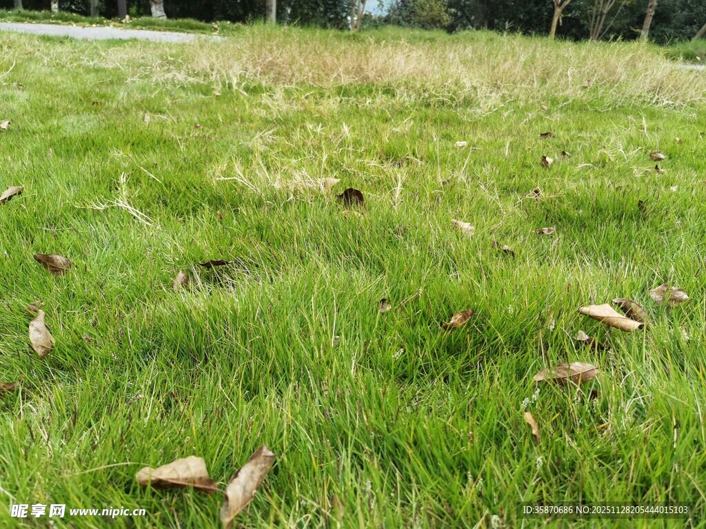 草地上散落的蘑菇