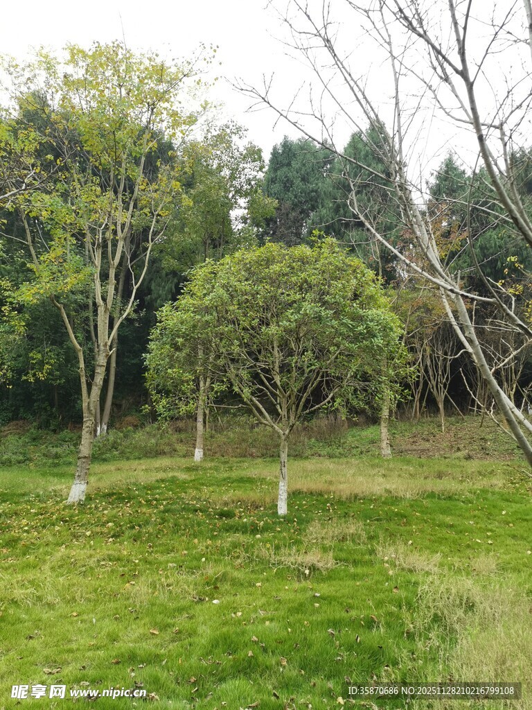 绿意盎然的林间草地