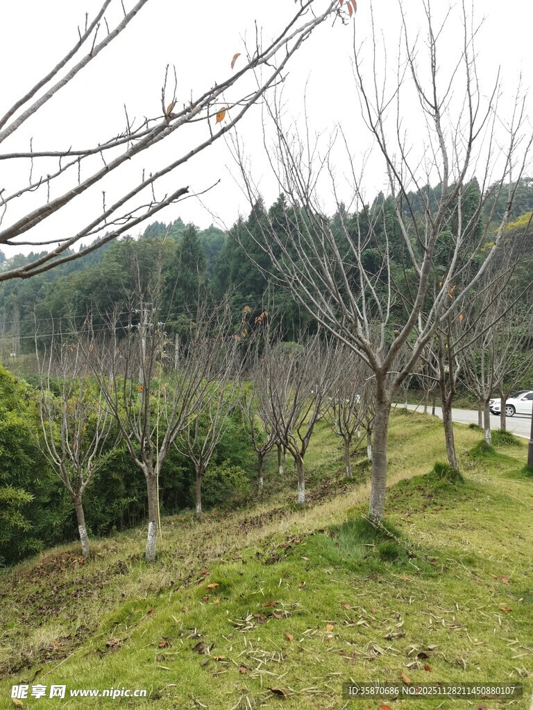 冬日林间小道树木萧瑟