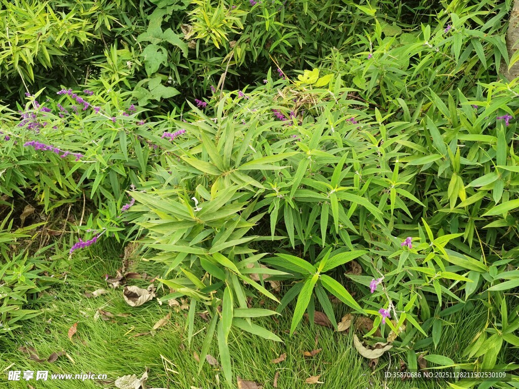 繁茂绿植景观