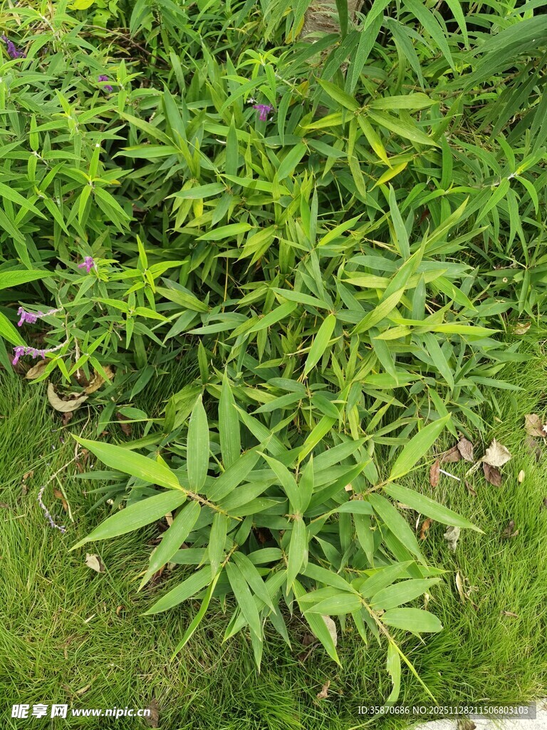 绿叶繁茂的植物景观