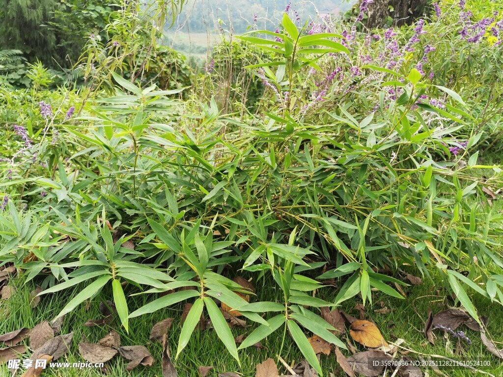 茂密绿植景观