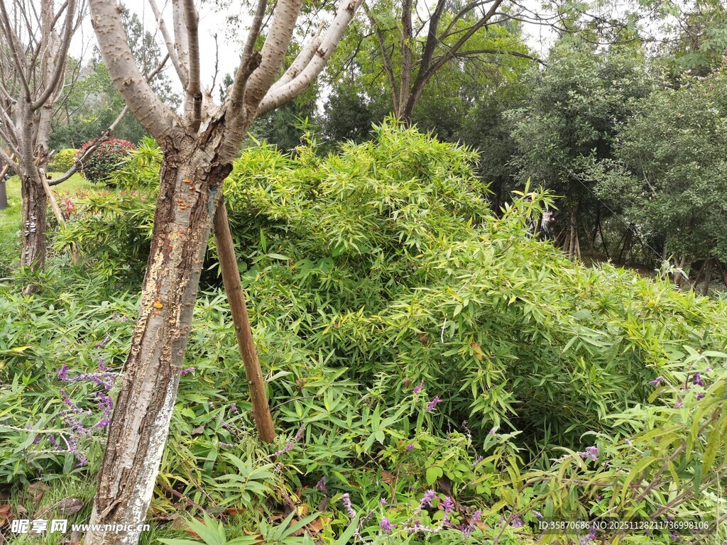 野外繁茂绿植景观