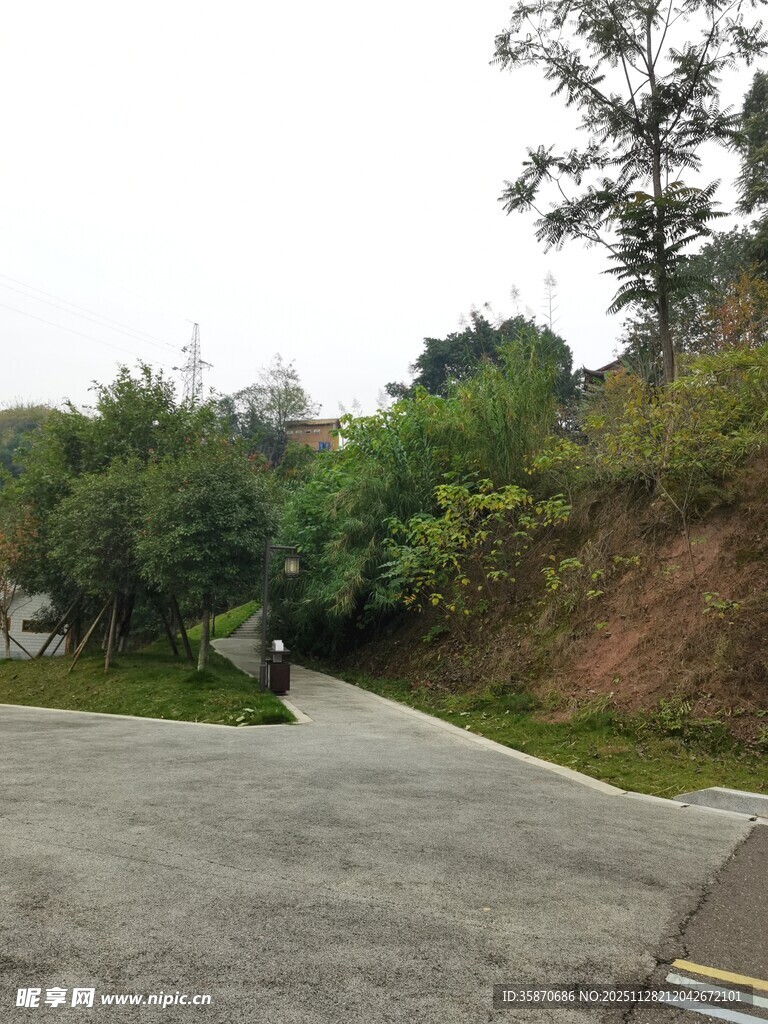 乡村水泥路旁的自然景致