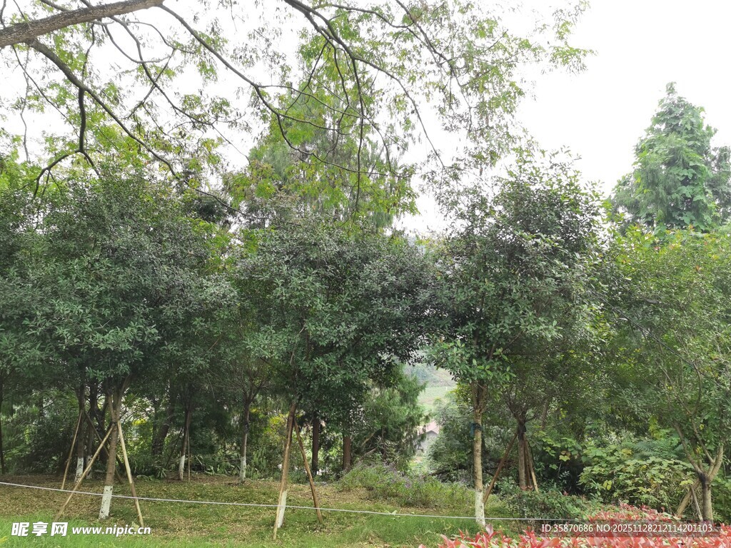 绿意盎然的园林景观