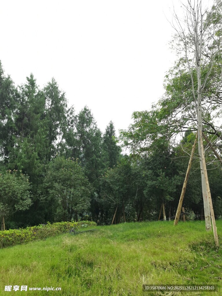 绿意盎然的林间草地