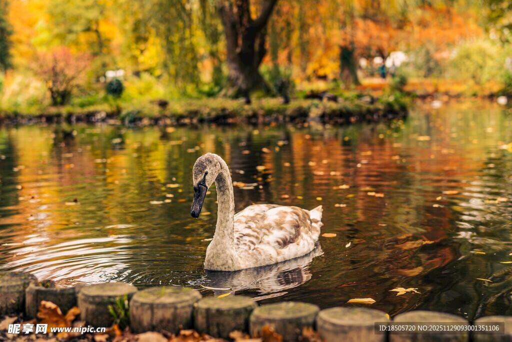 秋日湖畔的优雅天鹅