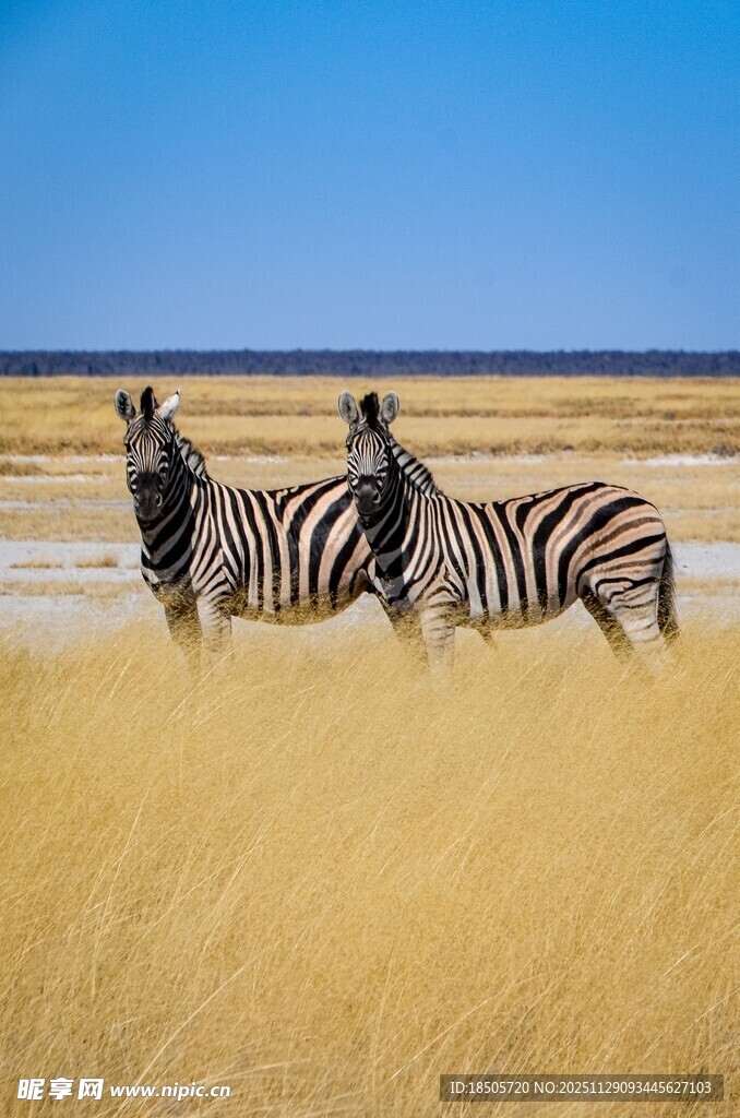草原上的斑马群