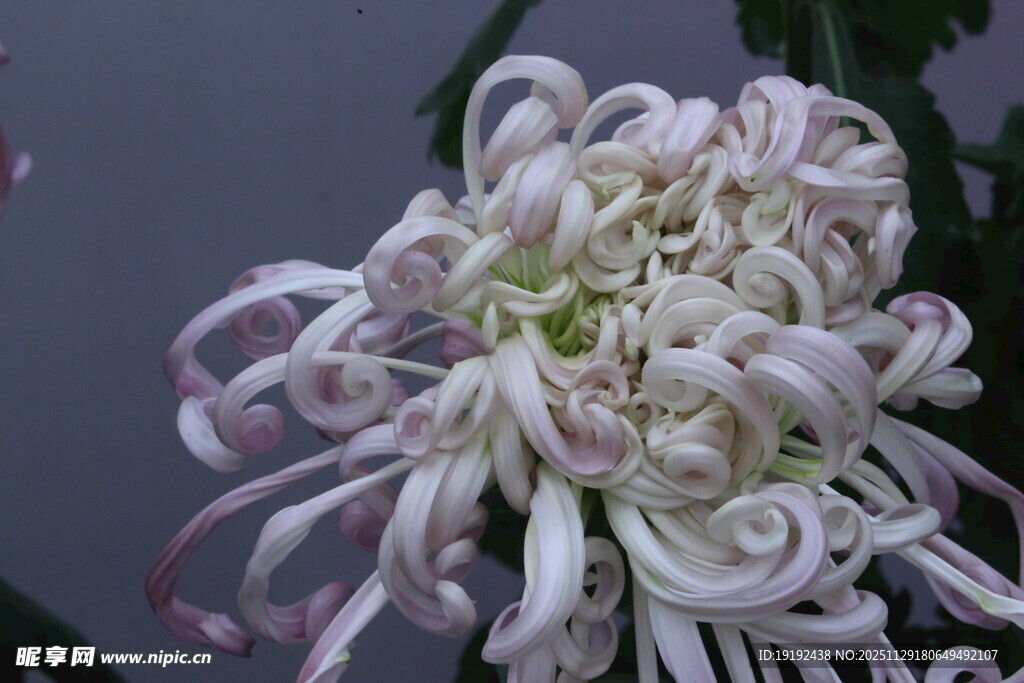 菊花  