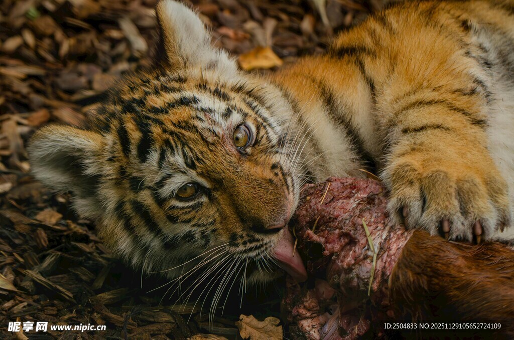 老虎享用猎物瞬间